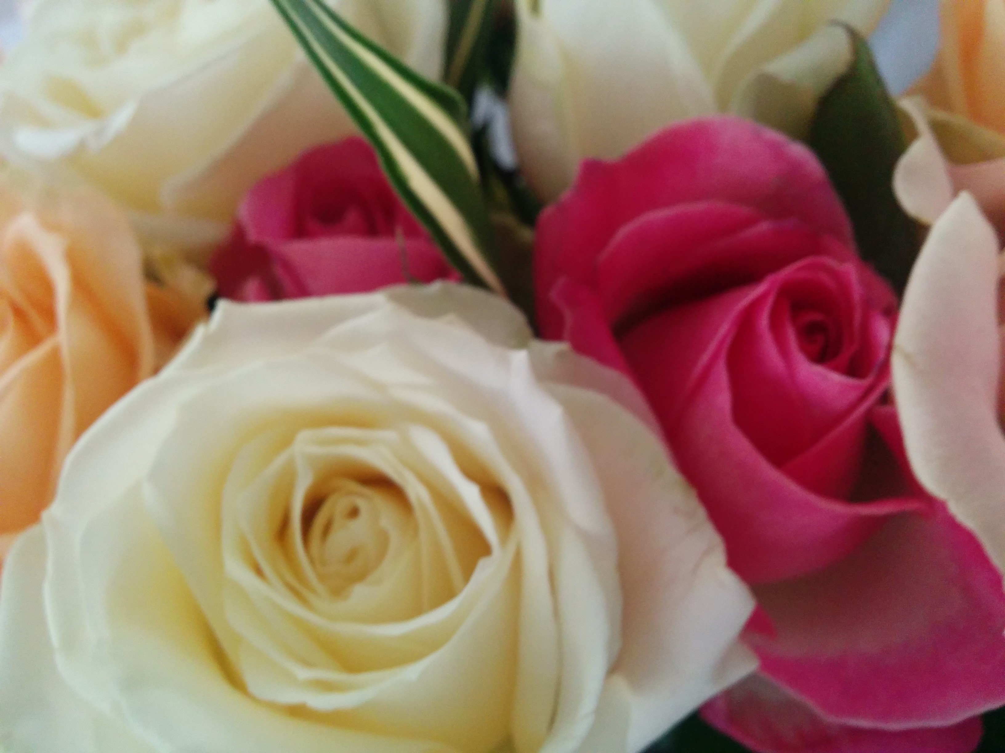 Valentines Day – love or loathe?