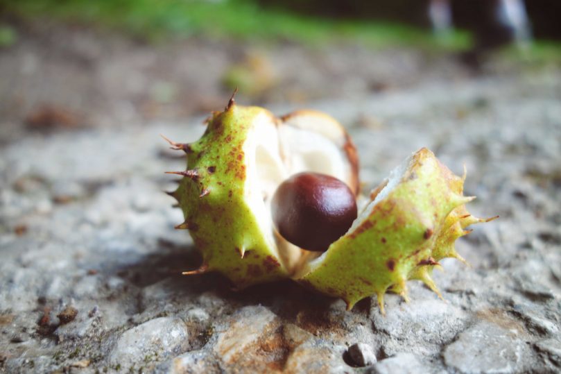 Searching for conkers