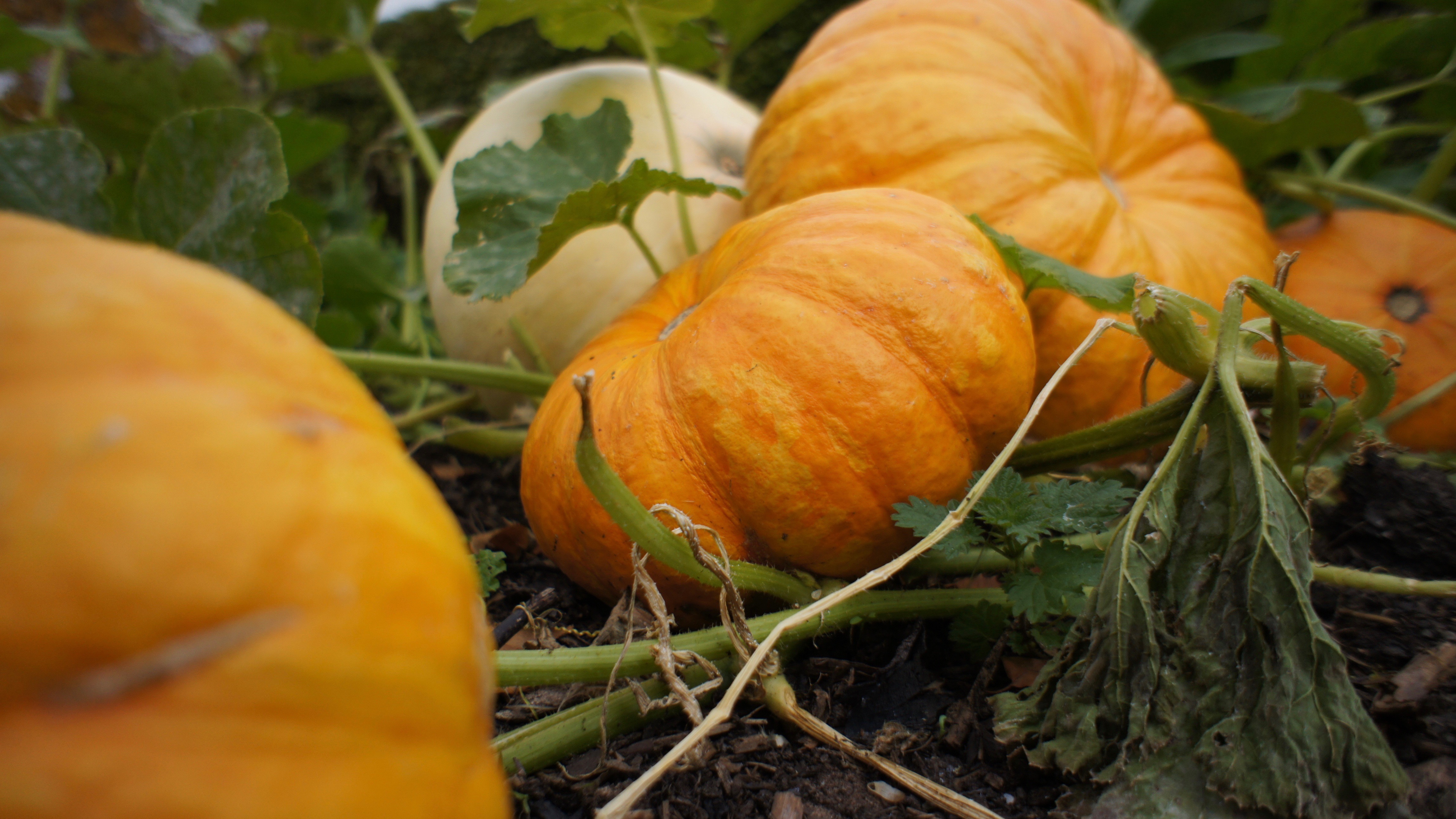 Half term, Halloween Crafts and Paint Decisions #littleloves